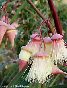 pink and white flowers hanging from a tree