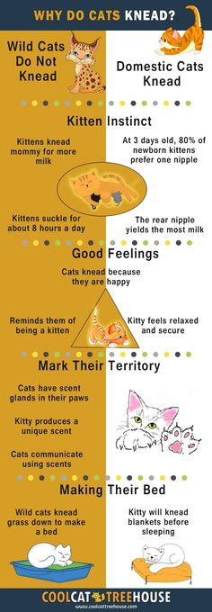 an info poster with cats and kittens on it's sides, including the words