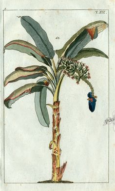 a drawing of a plant with leaves and a blue bird on it's back