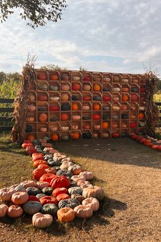 pumpkins and gourds are arranged on the ground