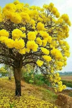 a tree with yellow flowers on it