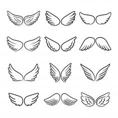 the wings of different shapes and sizes