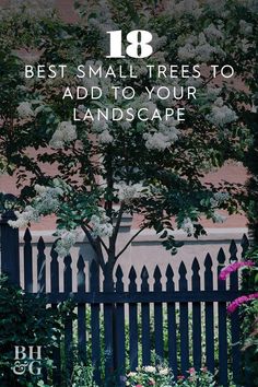 No Trees Backyard Ideas, Low Maintenance Trees Backyards, Tree Placement In Backyard, Tree Next To House, Tree Placement In Front Yard, Trees For Flower Beds, Trees In Front Of House, Trees To Plant Near House, Small Trees For Flower Beds