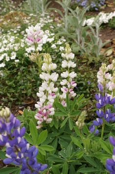 some purple and white flowers in the grass