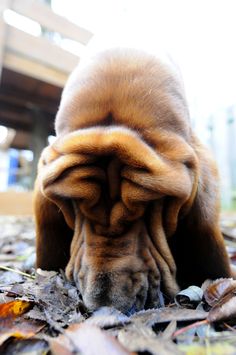 a brown dog with his head down on the ground covered in leaves and mulchs