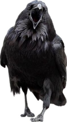 a large black bird with its mouth open