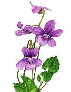 purple flowers with green leaves are shown in this watercolor drawing by artist mark stewart