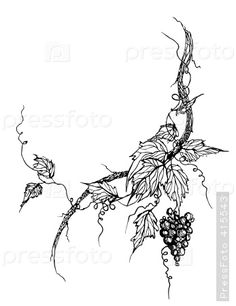 an ink drawing of grapes on a vine with leaves and berries hanging from the branches