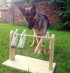 a german shepherd dog standing next to three empty glass bottles on a wooden stand in the grass