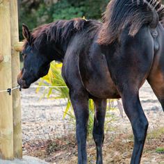 a black horse standing next to a wooden post