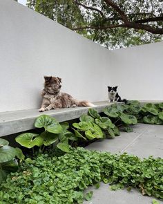 two cats sitting on a ledge next to plants