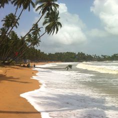 people are walking along the beach with palm trees in the foreground and waves crashing on the shore