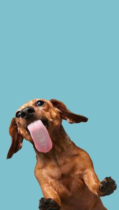 a brown dog with its tongue hanging out and it's mouth wide open in front of a blue background