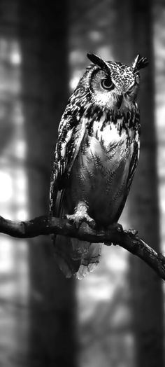 black and white photograph of an owl sitting on a branch in the dark with trees behind it