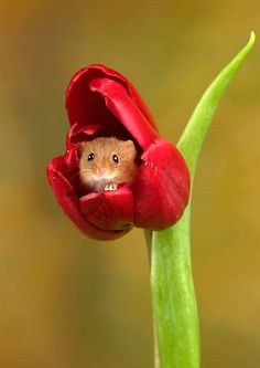 a small rodent peeks out from inside a red tulip flower, with its head peeking out