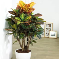 a potted plant with green and yellow leaves on the ground in front of a white wall