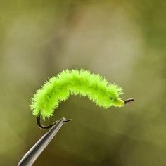 a close up of a small green insect on a plant with long, fuzzy antennae