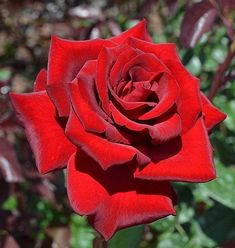 a red rose is blooming in the garden