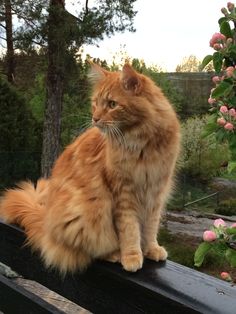 an orange cat sitting on top of a wooden bench in front of trees and flowers