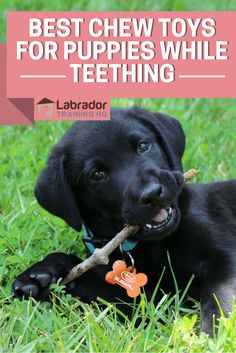 a puppy chewing on a stick in the grass with text overlay that reads best chew toys for puppies while teeth