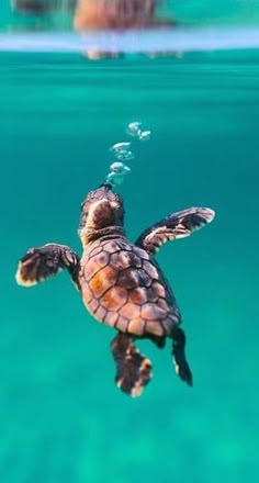 a baby turtle swimming in the ocean with its head above the water's surface