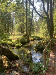 a small stream running through a forest filled with lots of green plants and trees next to a wooden bridge