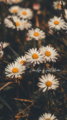 some white daisies in the grass with a quote above them that says live life is full bloom