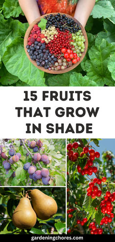 15 Best Fruit Trees and Berries to Grow in the Shade Fruit Garden Landscape, Shady Backyard, Planting In Sandy Soil, Plant Advice, Garden Construction, Highbush Blueberry, Vegetable Harvest, Shade Garden Plants