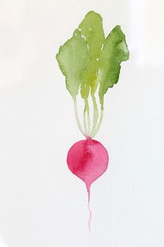 a watercolor painting of a radish with green leaves