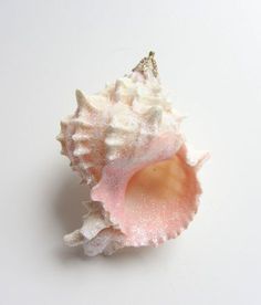 a pink and white sea shell on a white surface