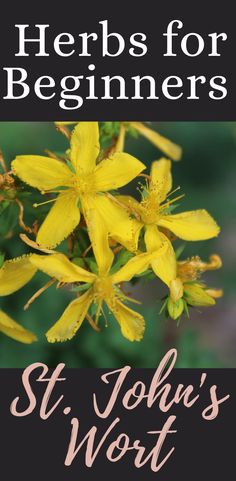 How to grow, use, and harvest St. John's Wort. St Johns Wort Plant, Medicinal Herbs Remedies, Diy Homesteading, Herbal Witch, Natural Medicine Cabinet, Herbs Remedies, Herbal Oils, Home Apothecary, St John's Wort