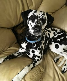 a black and white dalmatian dog laying on top of a couch next to a pillow