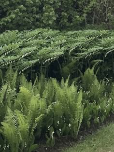 many green plants are growing in the grass