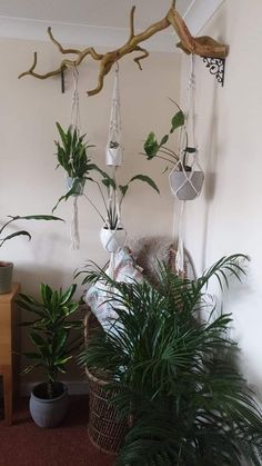 some plants hanging from a tree branch in a room with carpeting and wall decorations