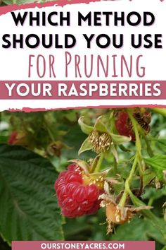 raspberries growing on the bush with text overlay that reads which method should you use for pruning your raspberries?