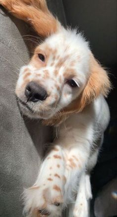 a brown and white dog sitting on top of a couch next to a persons hand