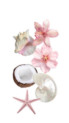 pink flowers and seashells on a white background