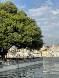 a large tree sitting on the side of a river