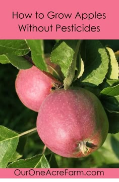 two apples hanging from a tree with the words how to grow apples without pesticides