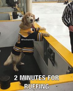 a dog wearing a hockey jersey standing on top of an ice rink next to a referee