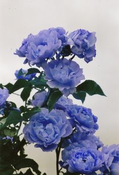 blue flowers are in a vase with water droplets on the top and bottom, against a white background