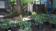 there are many potted plants in the yard, and one person is walking by