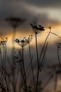 silhouettes of plants against a cloudy sky