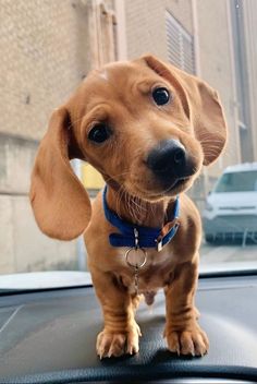 a small brown dog sitting on top of a car dashboard