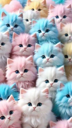 many different colored kittens are shown in this image, with blue eyes and one cat's head