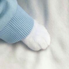 a cat's paw with a blue sweater on top of the bed and white sheets