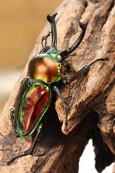 a colorful beetle sitting on top of a tree branch