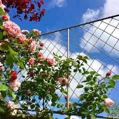 pink roses growing on the side of a chain link fence with blue sky in the background