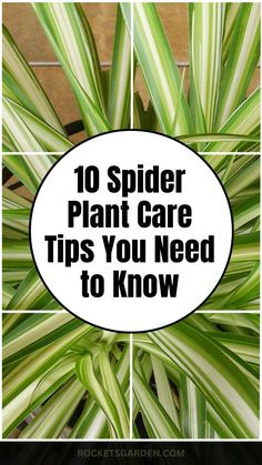 spider plant with the words 10 spider plant care tips you need to know