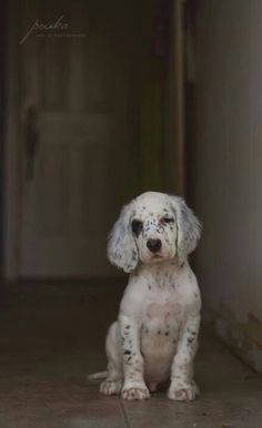 a small white dog sitting on top of a floor next to a wall and door